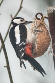 Woodpecker 017Birds 020318